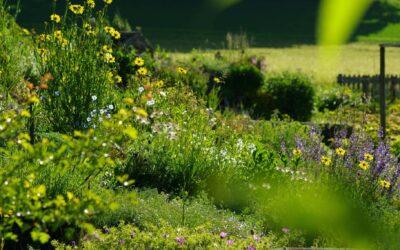 AUF TUCHFÜHLUNG MIT BIODIVERSITÄT