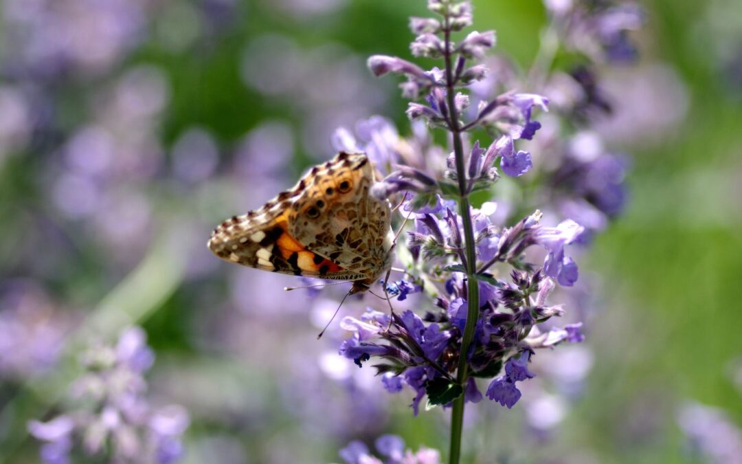 BODEN, FLORA & FAUNA